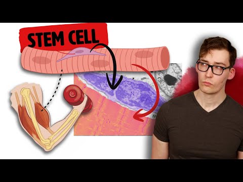 The Ageless Effect of Stem Cells on Muscle