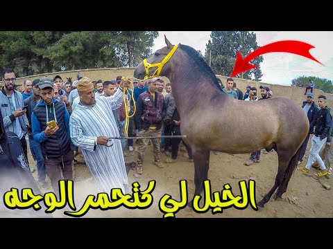 سماعيل خريبكة مول البنك شعبي محيح اليوم هو او جدع سنان الحليب _ قاليك اجي تشوف الخيل لي كتحمر الوجه