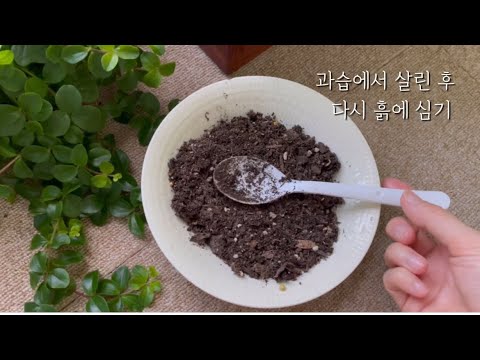 (요청 영상) 과습 걸린 식물 살린 후 다시 분갈이 하기까지
