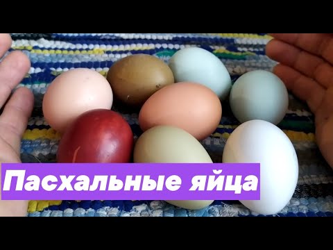 ПАСХАЛЬНЫЕ ЯЙЦА. КОГО С КЕМ СКРЕСТИТЬ ЧТОБЫ ПОЛУЧИЛОСЬ.