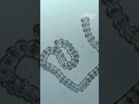 Wie fressen Quallen? | Die Maus | WDR