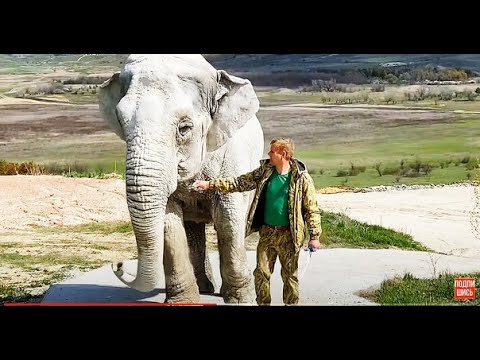 Даже СЛОН от впечатлений МОЖЕТ УСТАТЬ!