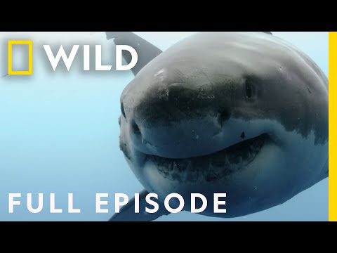 Shocking Shark Attacks: The Dark Side of Paradise (Full Episode) | When Sharks Attack