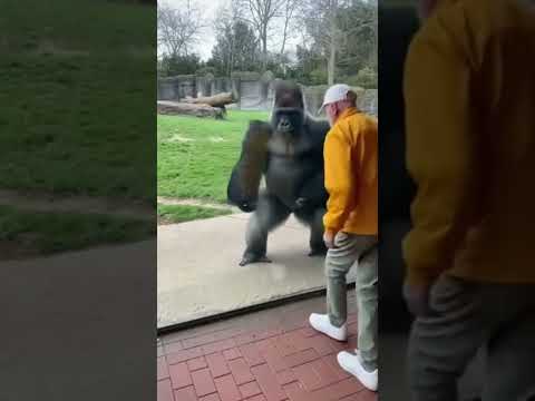 Elderly Man Dances with Gorilla — Zoo Magic Caught on Camera!