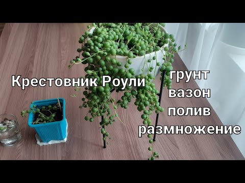 Крестовник Роули🌱Уход от А до Я🌿🌿🌿#растения #цветы # крестовникроули