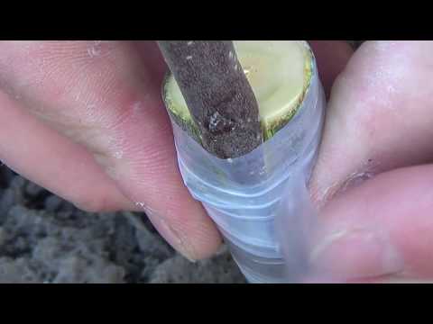 Щеплення яблуні легко і просто.Grafting Apple trees
