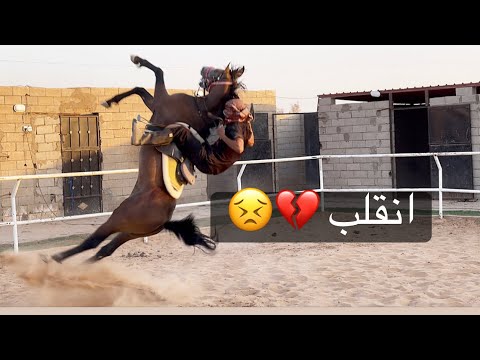 تحدي عسف مهر حار بسرع وقت  وطلوع عليه مع الخيل