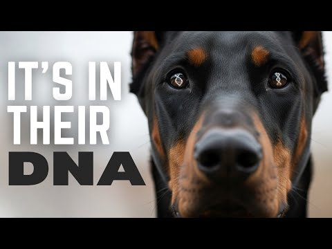 The DNA That Makes Dobermans Unlike Any Other Dog on Earth
