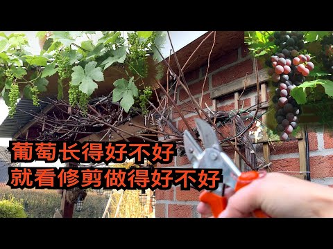 葡萄种植想挂果最重要的就是靠修剪/如何正确修剪/冬剪/修剪控芽三阶段分别是什么时候/葡萄藤条生长习性 /30.01.2024