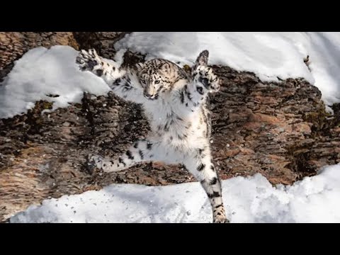 小雪豹从青铜到王者的一生，雪豹妈妈感人至深的母爱