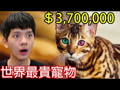 【尊】牠們就是「世界最貴的寵物」! ! 怎麼連狗都變成我買不起的樣子了...【第2頻道】