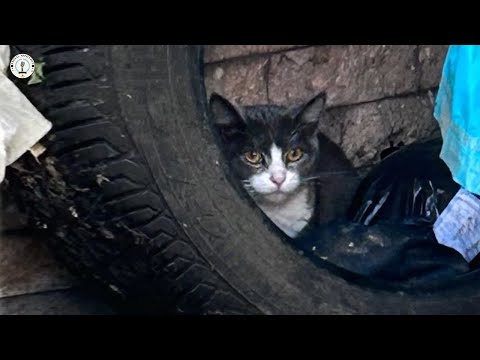 Kicked out before birth, she cried the moment her kittens were warmed up