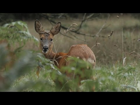 Encounter with a roe deer
