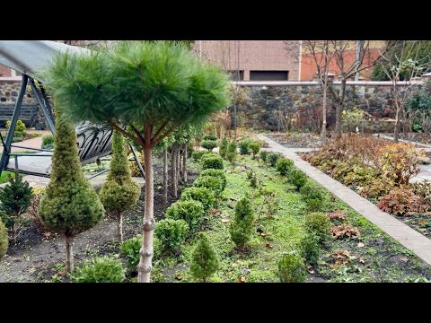 WHY DO YOUNG PLANTS NEED TO BE TRIMMED TOO? BOXWOODS, CANADIAN SPRUCE "CONICA DECEMBER"! PLEASE!