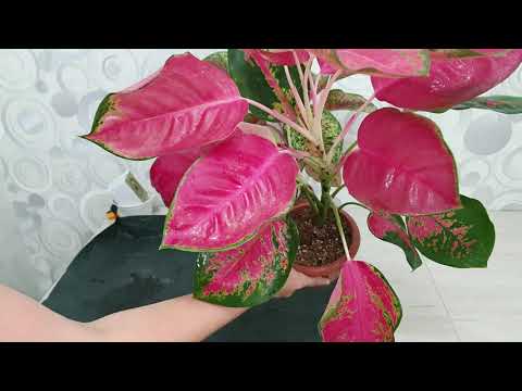 Transplanting, propagation, re-rooting, huge 10 Karat, Chang Dang.