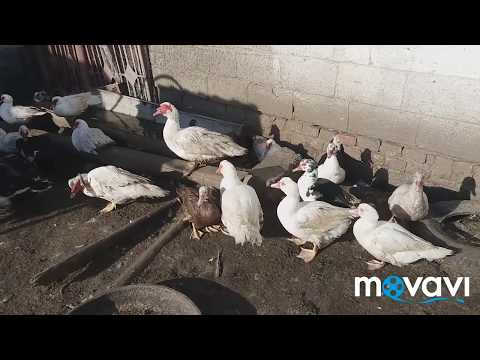 Мускусные утки / индоутка / шипуны / muskovy duck / duck / ducks