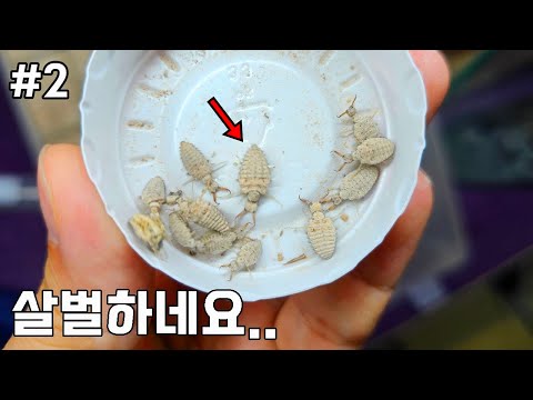 #2) 불개미군단에게 리얼 개미지옥방을 만들어 주었는데....끔찍한 상황이...ㅠㅠ with폐장선언