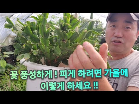 꽃 잘피지 않는 게발,가재발 선인장 (10월에 빨리 이렇게 해야 꽃이 풍성 하게 핍니다)