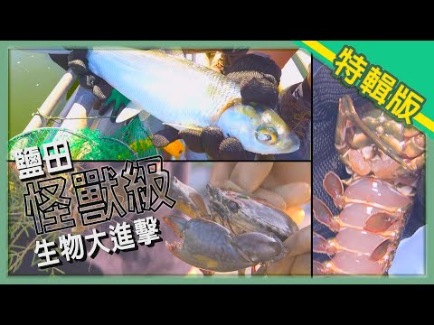 《台灣第一等》【最老鹽田 怪獸生物大進擊／龍膽與虱目魚共存亡／桶子養龍蝦 巨無霸震驚眼球】電視特輯版