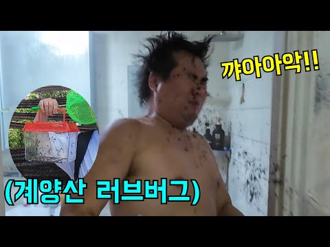 계양산에서 러브버그 잡아서 형 얼굴에 뿌리기ㅋㅋㅋ