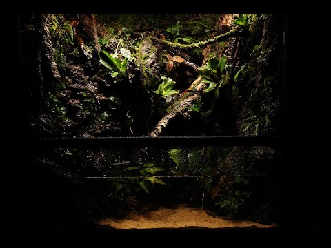 'The Big Jungle' 90cm Paludarium