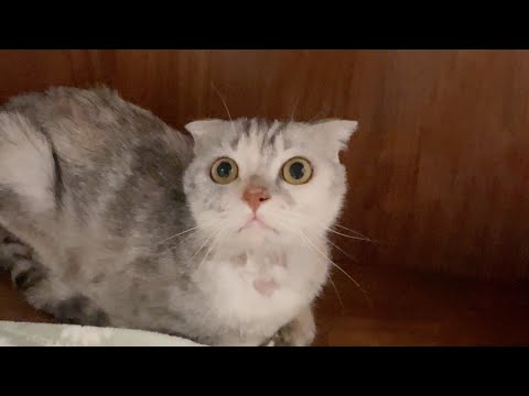 라라는 범백을 이겨내고 쉼터로 돌아왔어요 | 남은 아이들을 위해 무너지지 않으려고 해요