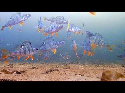 Главный секрет поиска окуня