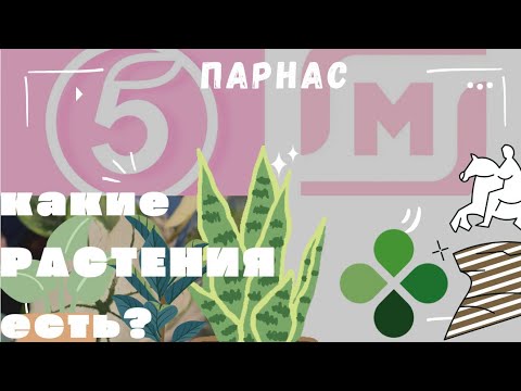 «“Пятёрочка” в декабре: скидки, уценка и странная судьба растений. Что происходит?»