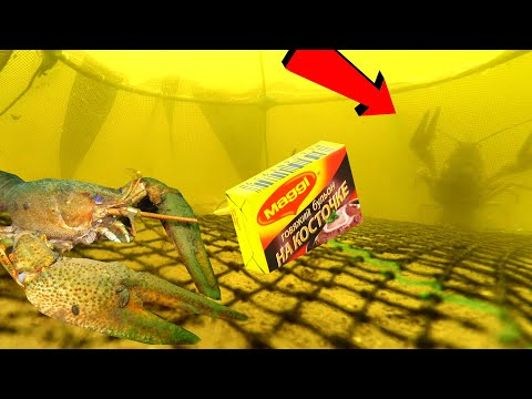 Раки лезут в Раколовку на Бульонные кубики! Подводная съемка