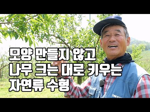도장지에 착과 해서 수량 1.5배 늘리는 재배법