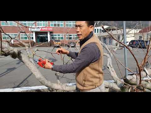 #단감 #전정 #전지 #다수확 #황금알농법