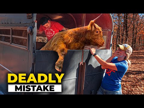 This went TERRIBLY WRONG! Highland Cow Goes CRAZY! HOMESTEAD Problems
