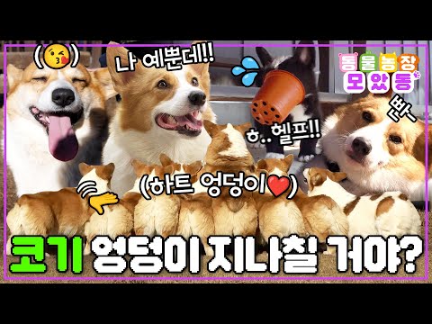 [#모았동물농장] 어떻게 엉덩이가 하트 모양이야😍 뒤뚱뒤뚱 뒤태 매력 뽐내는 웰시코기 모음집😳 #TV동물농장 #AnimalFarm #SBSstory