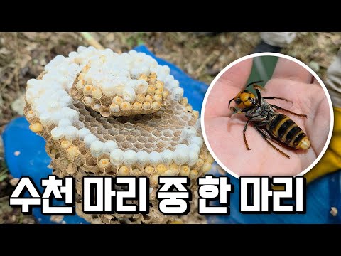 Wow, what a find!!! This is one of thousands of giant hornets. I found this inside my body!!!