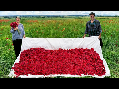 Harvesting Poppy Seeds in the Country and Turning Them into Jam