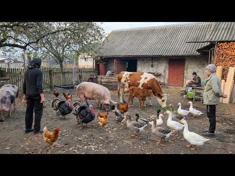 This is Real Rural Life: Nature, Silence, Love for Animals and Everyday Cares