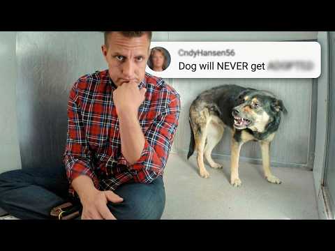 She Growled at Everyone…but ONE Comment Changed Everything (PUPDATE)