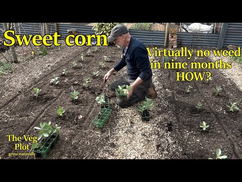 no weeding for nine months how bad is it?