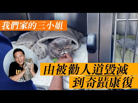 由被勸人道毀滅到奇蹟康復，我們家三小姐Mocha！｜乜乜棠水舖