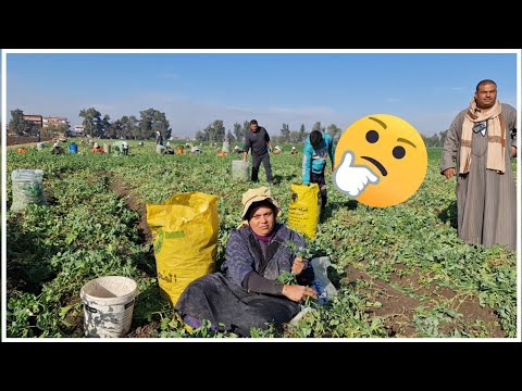 الفلاحة الفصيحه التي ابهرتني وهي بتشرح لي افضل طريقه لزراعة البسله والفرق بين البذره المستر والهندي