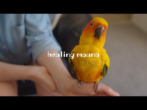 앵무새를 위한 힐링 음악 20곡 연속재생 🦜 | 스트레스 해소와 안정감 | 긍정 에너지 부스트