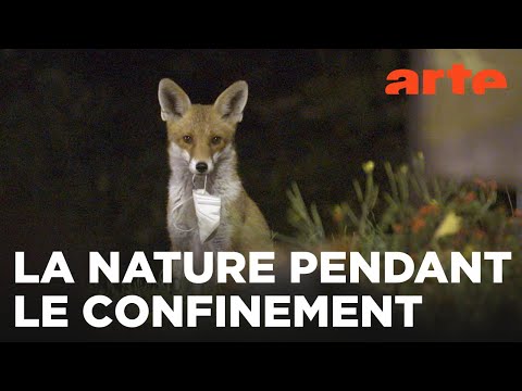 Humains confinés, animaux libérés | ARTE Évasion