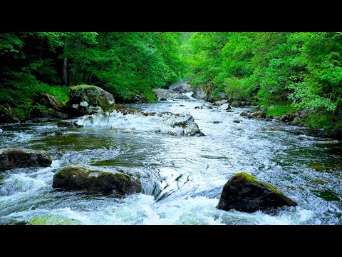 4k Wild Forest Rapids Sounds | Flowing Water Sounds, No Birds | River Sounds White Noise for Sleep
