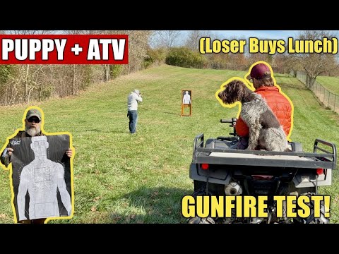 Wire Haired Pointing Griffon Puppy | Fun Gunfire Training Session