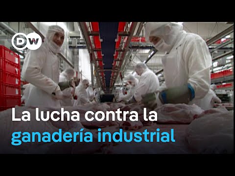 Carniceros contra la carne barata | DW Documental