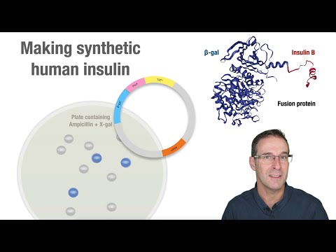 Making synthetic human insulin