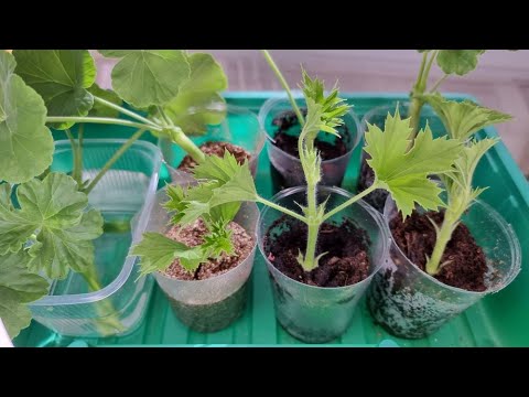 В чём быстро и 100 % укореняются черенки пеларгонии. Тест 4 способа укоренения черенков