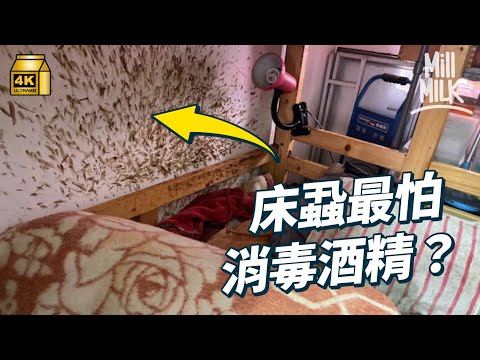#MM｜床蝨最怕消毒酒精 可以瞬間抽乾水份？床蝨生存能力極高 與人類搏鬥超過5000年 盤點消滅床蝨方法 屋企有床蝨點算好？｜#Weekly_pedia #4K