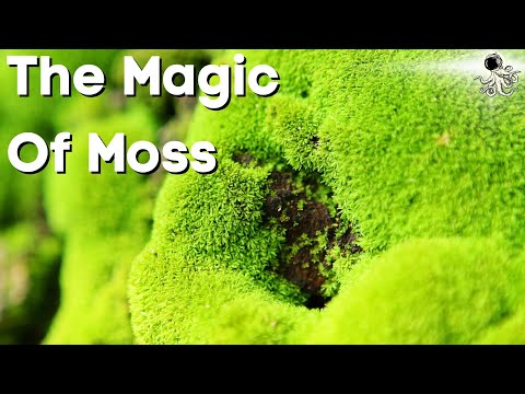 Grow MOSS Like A Pro: Identify, Collect and Propagate Mosses