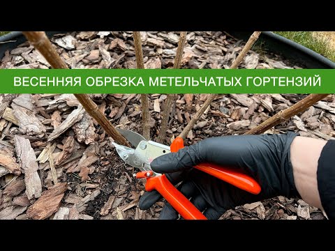ВЕСЕННЯЯ ОБРЕЗКА МЕТЕЛЬЧАТЫХ ГОРТЕНЗИЙ 15 марта 2024